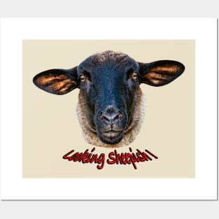 Looking Sheepish Posters and Art